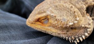 bearded dragon eye infection