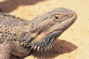 How long can a bearded dragon go without food