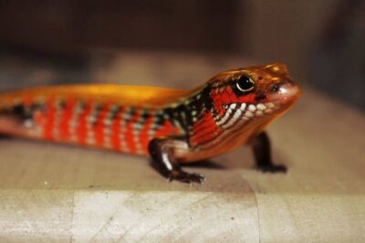 How Big Do Fire Skinks Get