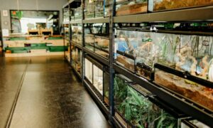 Reptile Stores in Houston