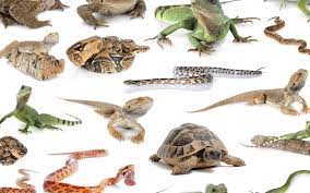 Reptile Stores in Houston