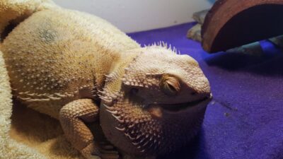 Bearded Dragon Bloated