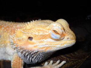 Bearded dragon eyes closed