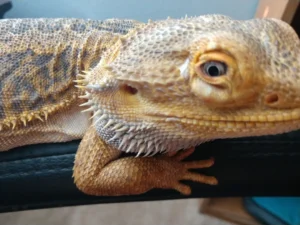 Bearded Dragon Puffy Eyes