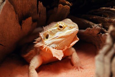 bearded dragon eye shedding