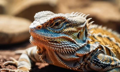 bearded dragon eye watery