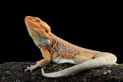 Bearded dragon blood eyes