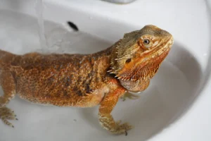 bearded dragon eye shedding