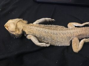 Bearded Dragon Bloated