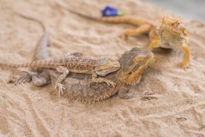 Can stress kill a bearded dragon