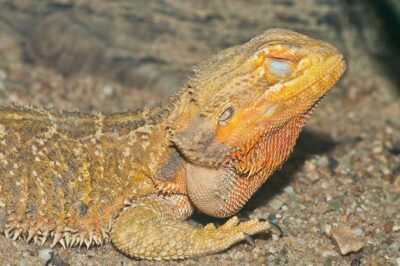 Bearded dragon eyes closed