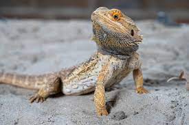 Bearded dragon blood eyes