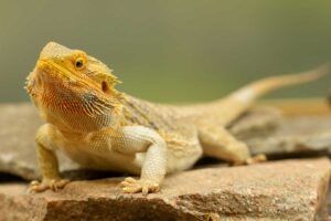 bearded dragon eye shedding