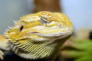 Bearded dragon eyes closed