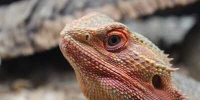 Bearded Dragon Swollen Eyes