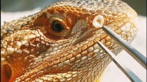 bearded dragon eye shedding