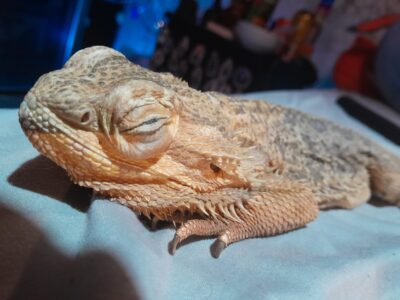 Bearded Dragon Puffy Eyes