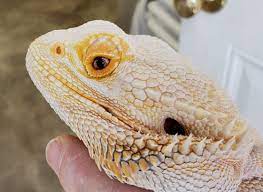 Bearded Dragon Swollen Eyes