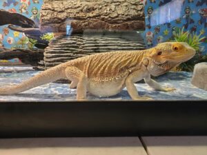 Bearded Dragon Bloated