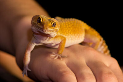 How Hot Should a Leopard Gecko Tank Be