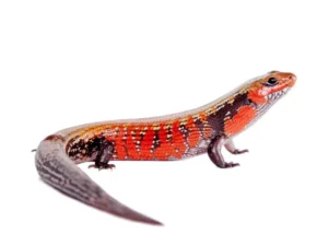 How Big Do Fire Skinks Get