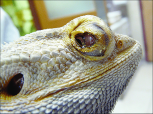 Bearded Dragon Swollen Eyes