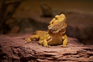 Bearded dragon blood eyes