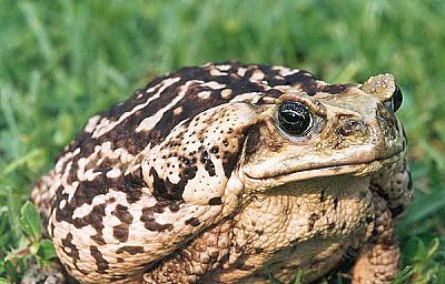 Are Surinam Giant Toads Friendly Pets