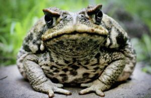 Are Surinam Giant Toads Friendly Pets