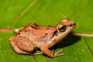 Are Surinam Giant Toads Friendly Pets