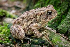 Do American Toads Need Ventilation