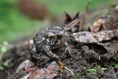 Do American Toads Need Ventilation