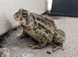 Do Toads Need a False Bottom