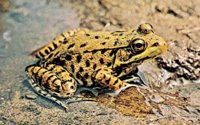 Do Frogs Absorb Nutrients Through Their Skin