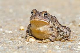 How long can toads go without eating