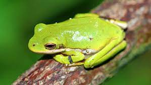 Do american tree frogs have memories