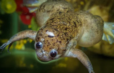 Can african dwarf frogs live with bettas