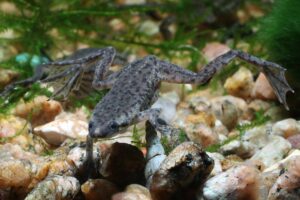 Can african dwarf frogs live with bettas