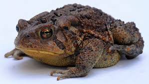 Do Toads Need a False Bottom