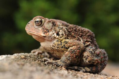 How Long Can a Toad Live