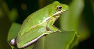 Do american tree frogs have memories