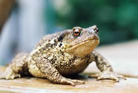 How long can toads go without eating