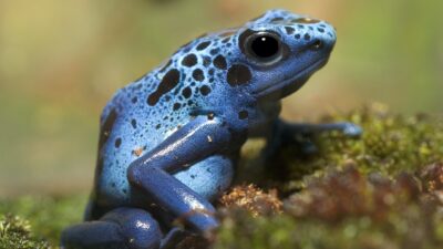 Are Poison Dart Frogs Poisonous in Captivity