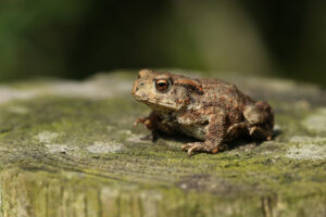 Are Frogs Good for the Garden