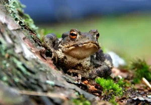 How long can frogs go without food