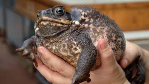 How Long Can a Toad Live