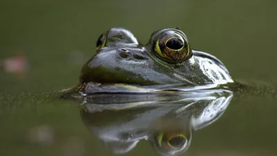 Can Frogs Breathe Underwater