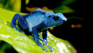 Are Poison Dart Frogs Poisonous in Captivity