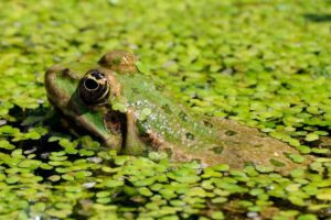 Can Aquatic Frogs Live with Betta Fish