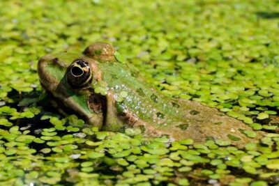 Are Frogs Good for the Garden